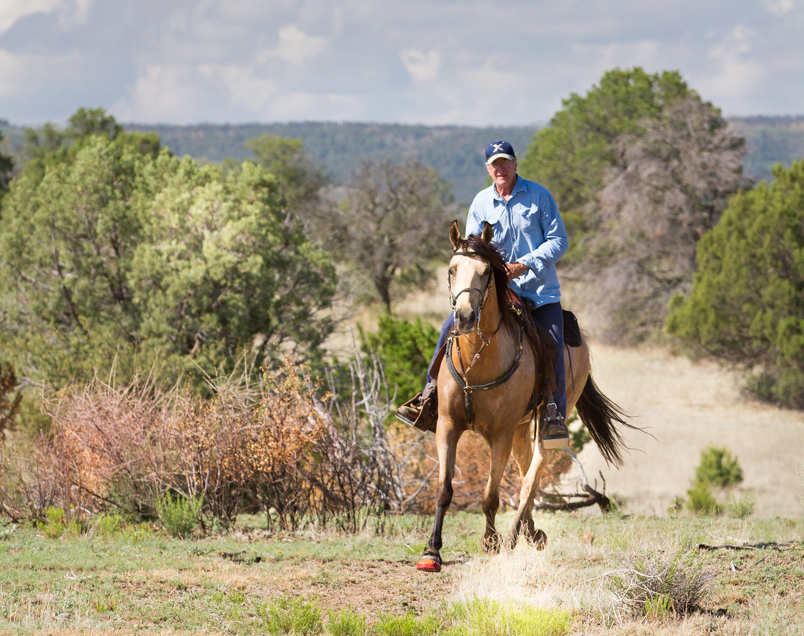 Trail Riding Saddles