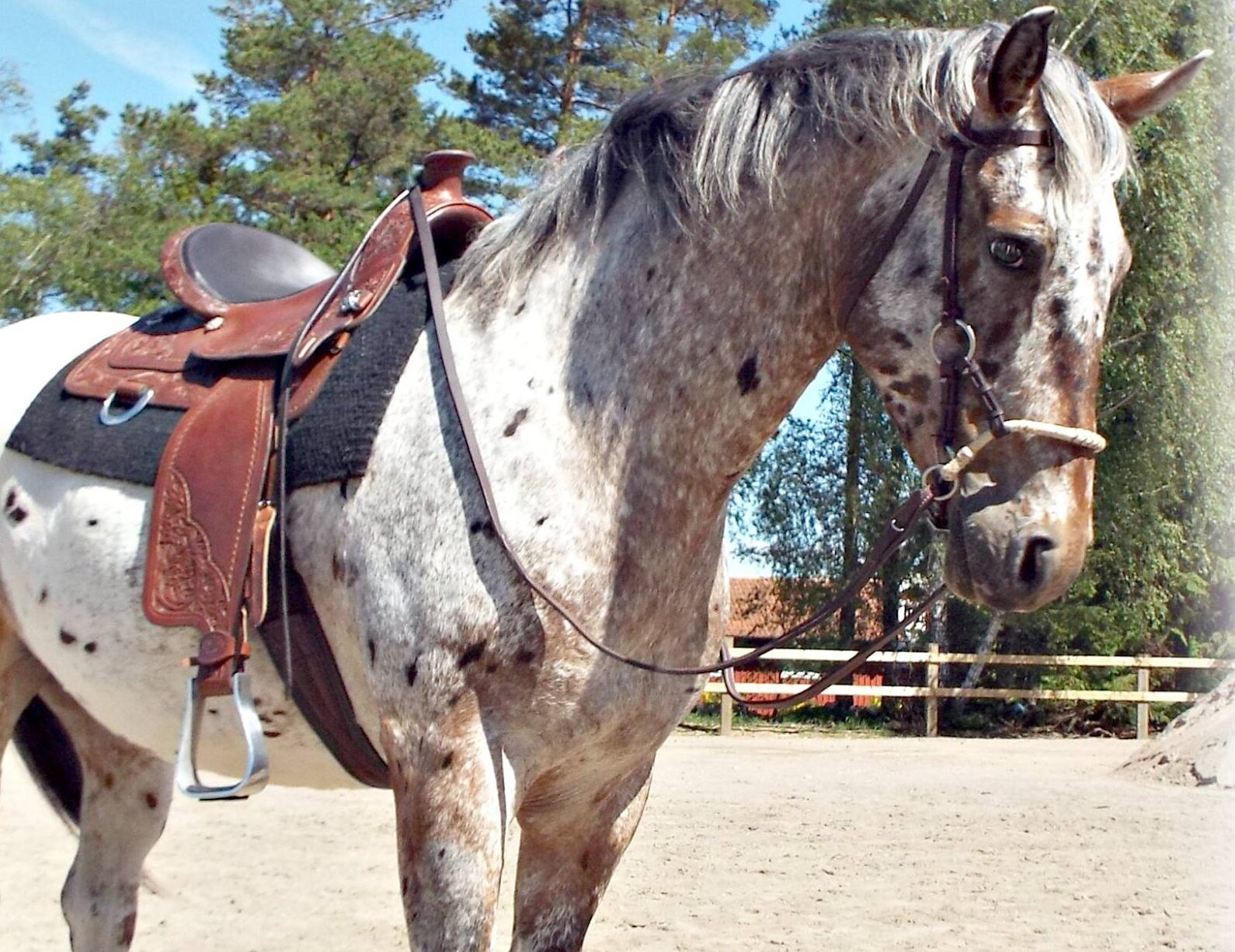 Horse wearing a TW Saddlery Wade saddle