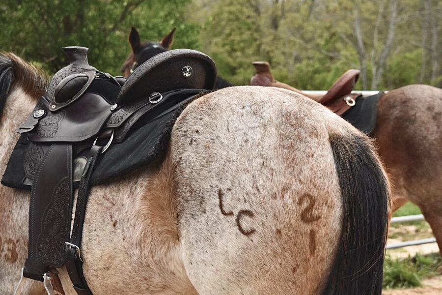 Mahogany Classic Wade saddle showing broad weight distribution on a bay roan horse