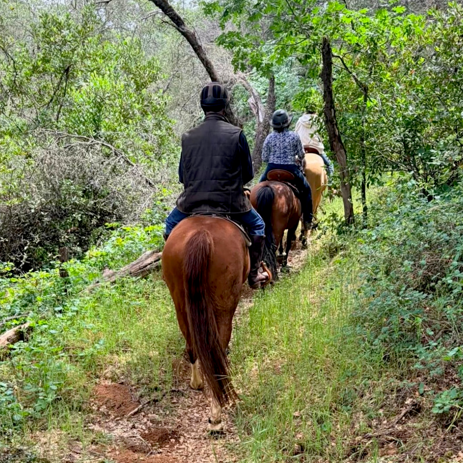 Riders trail riding in TW Saddlery saddles showing adjustable fit for horses that change shape over time