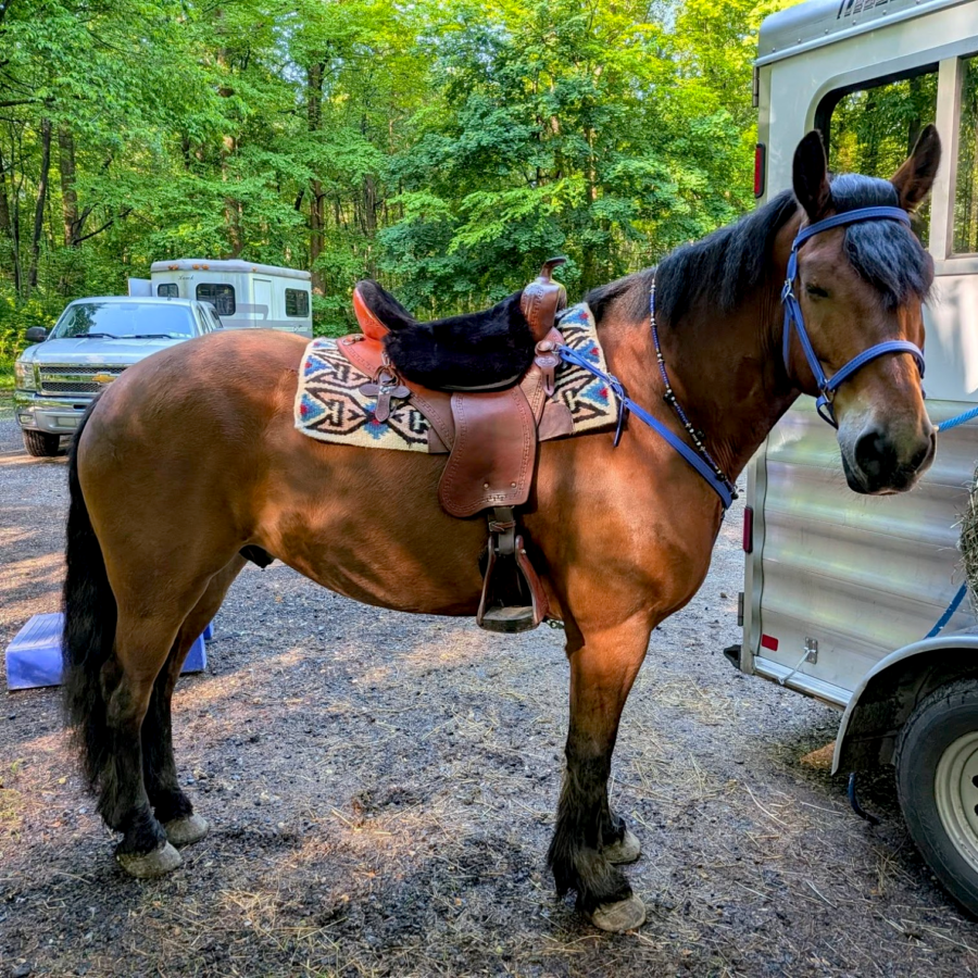 Extra wide horse fitted in a TW Saddlery western saddle