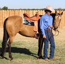 TW Saddlery saddle demonstrating broad weight distribution and adjustable saddle fit on a buckskin horse