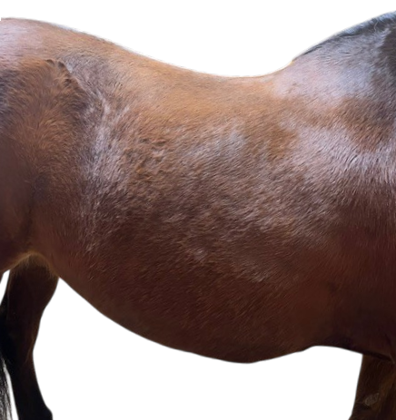 Downhill horse build showing saddle balance and topline shape