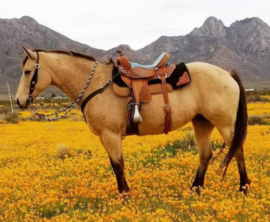 TW Saddlery Classic Western saddle properly fitted on a buckskin horse