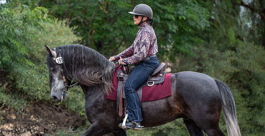 TW Saddlery Western Dressage Saddle ridden on a black horse during western dressage