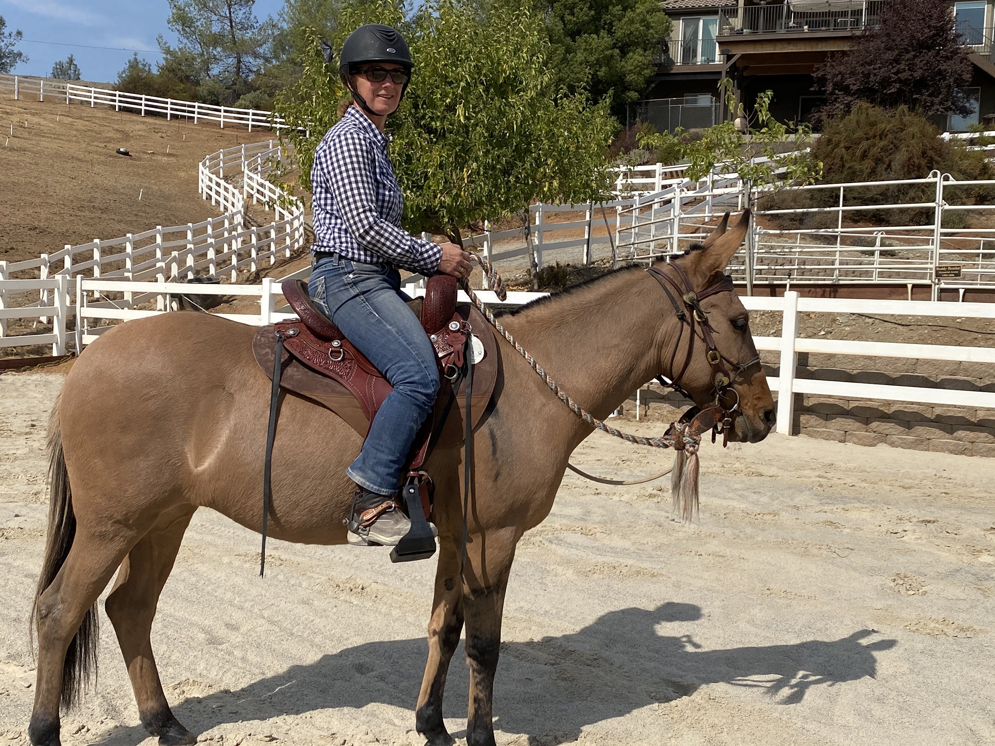 TW Saddlery saddle on a mule with adjustable fitting system