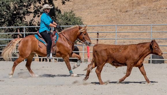 TW Saddlery saddle on a short-backed horse with broad weight distribution and adjustable fit