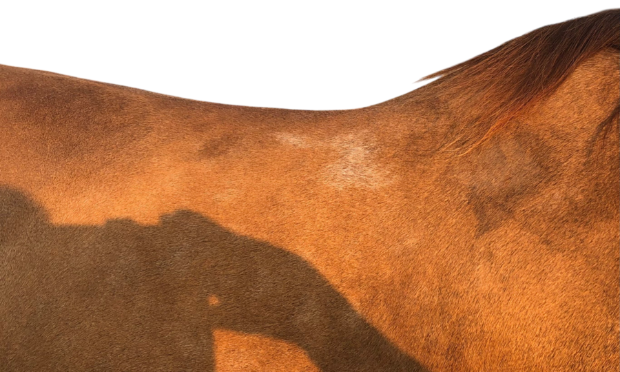 White hairs caused by saddle pressure and friction on a horse’s back