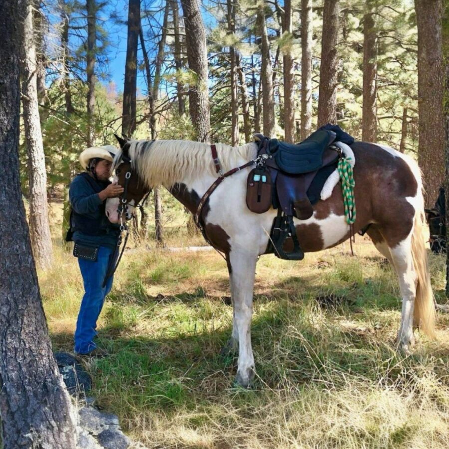 Gaited trail horse wearing a Specialized Saddle during a trail ride rest stop in the forest