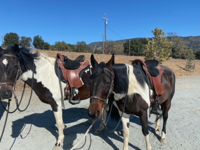 Two gaited trail horses wearing Specialized Saddles lightweight gaited horse saddles