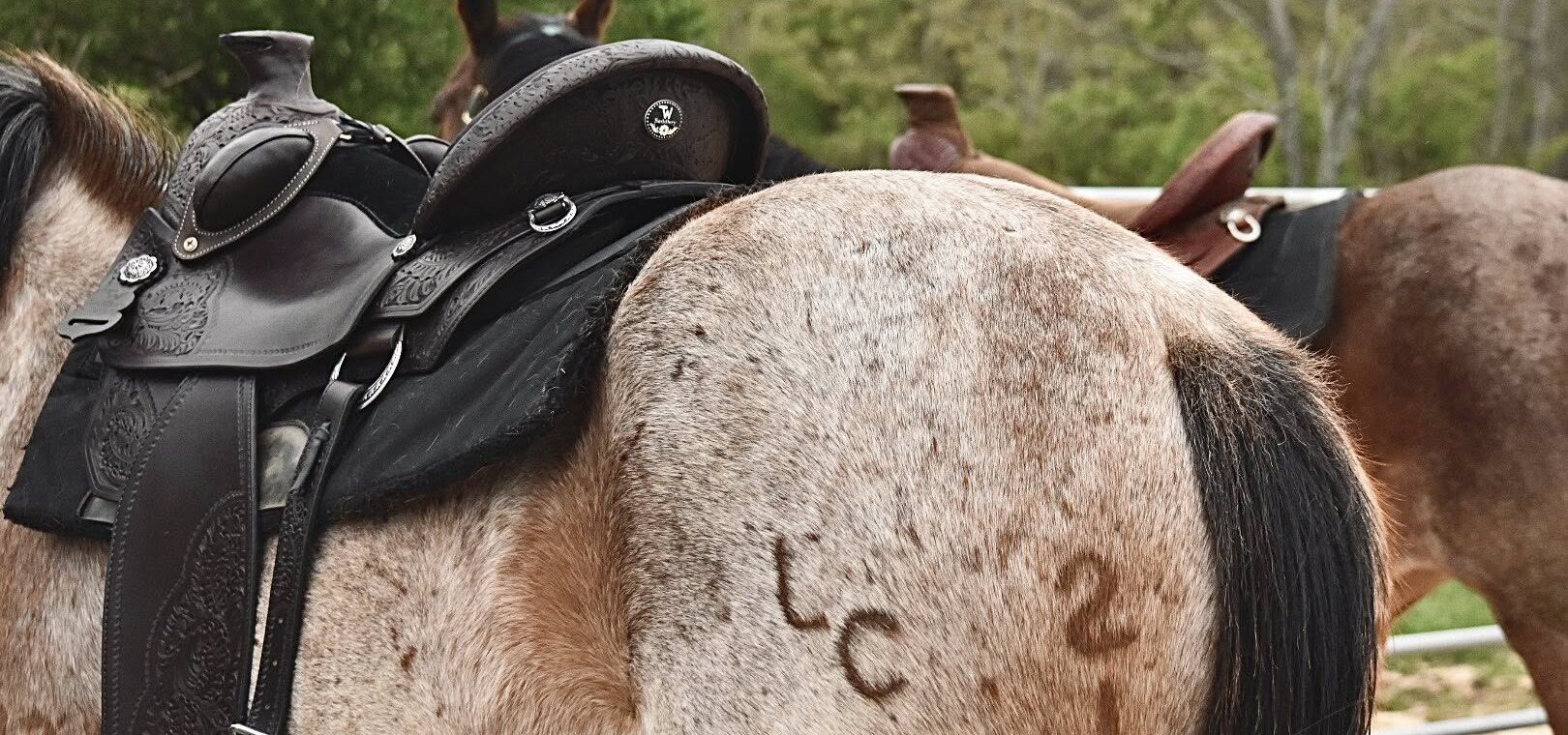 Mahogany TW Saddlery Classic Wade saddle with 3/4 oak leaf tooling and bucking rolls on a bay roan horse