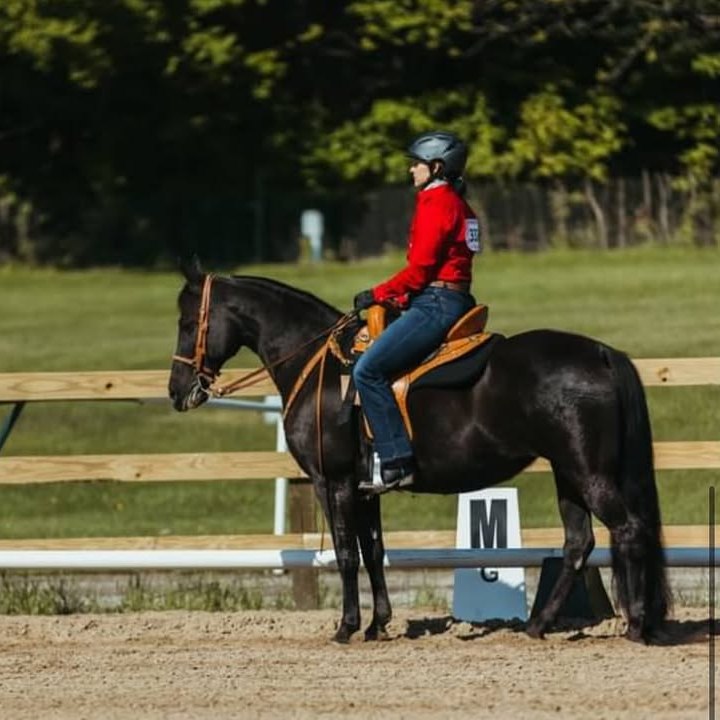 Tennessee Walking Horse standing in a customized TW Saddlery show saddle