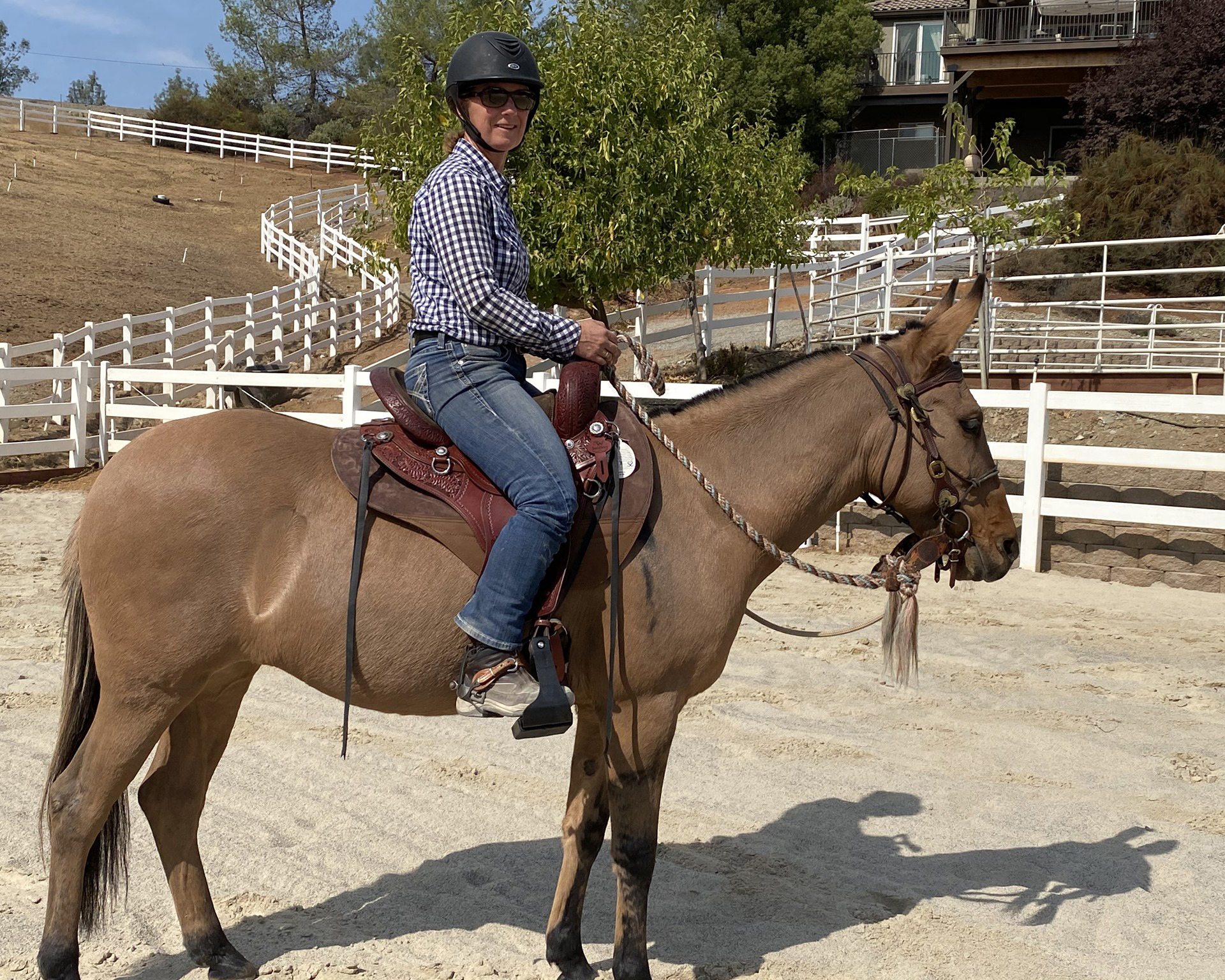 Mule in TW Saddlery saddle