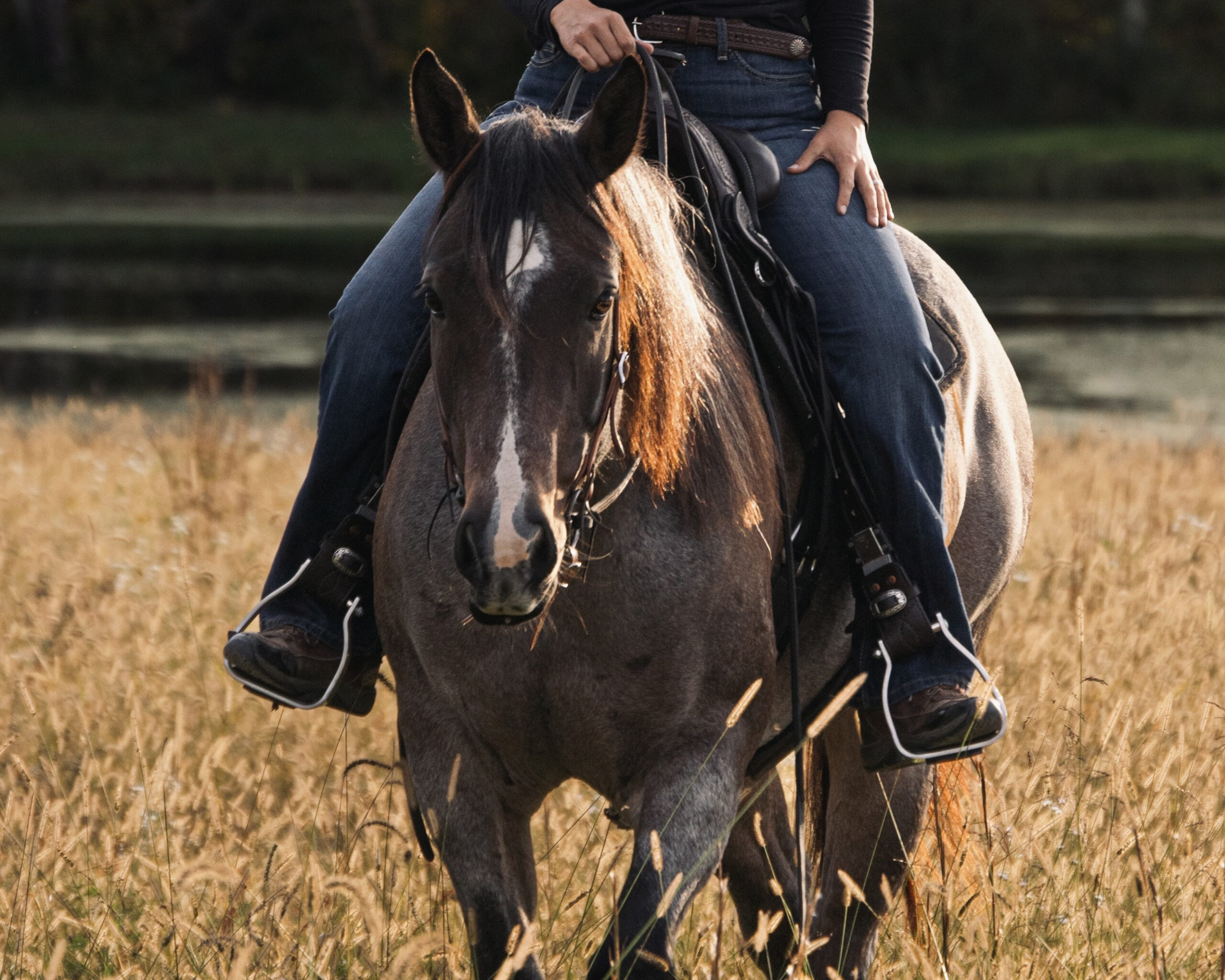 Quarter Horse ridden in a TW Saddlery trail saddle