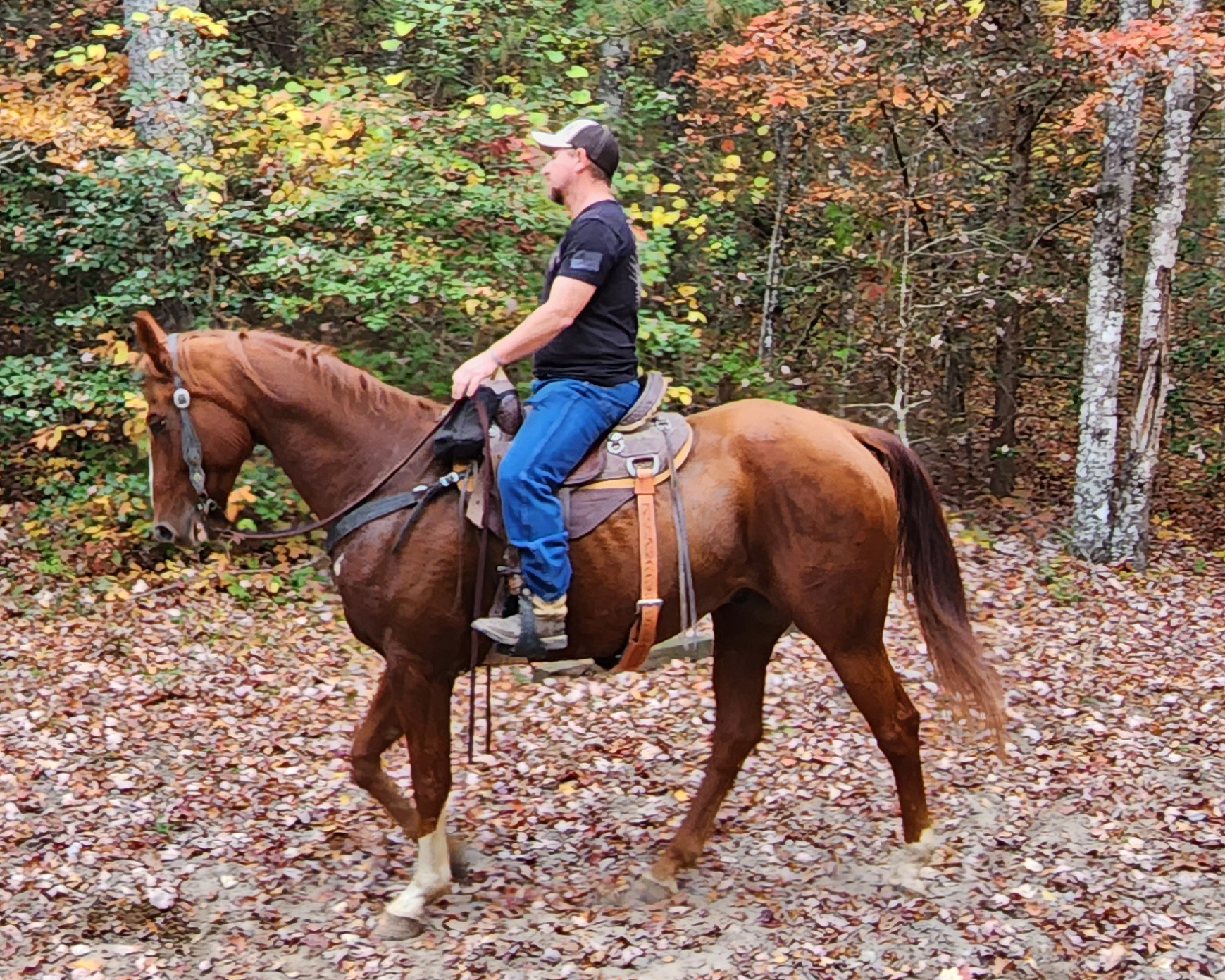 Thoroughbred ridden on a wooded trail in a TW Saddlery trail saddle
