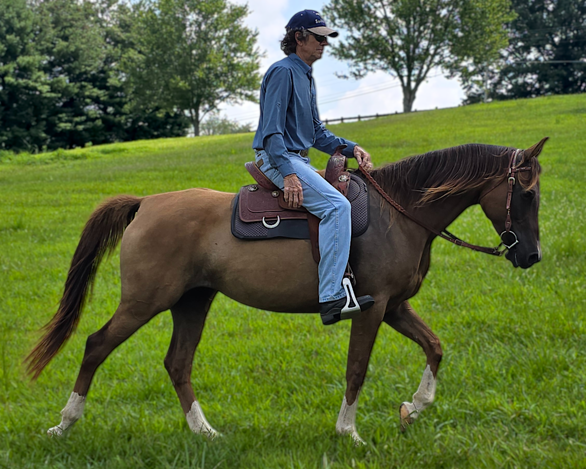 Arabian horse ridden in a TW Saddlery Trail Light saddle