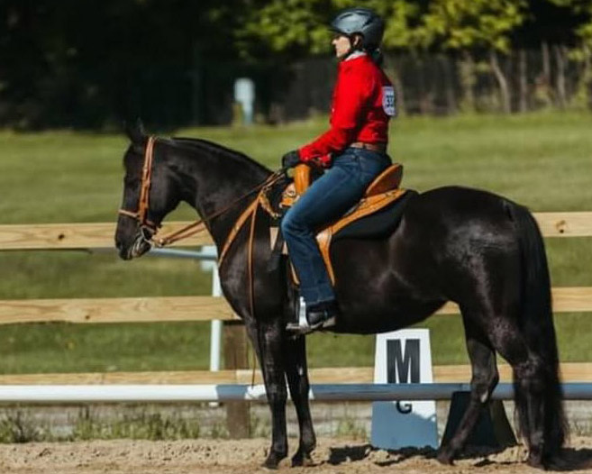 Gaited horse ridden in a TW Saddlery Trail Light saddle
