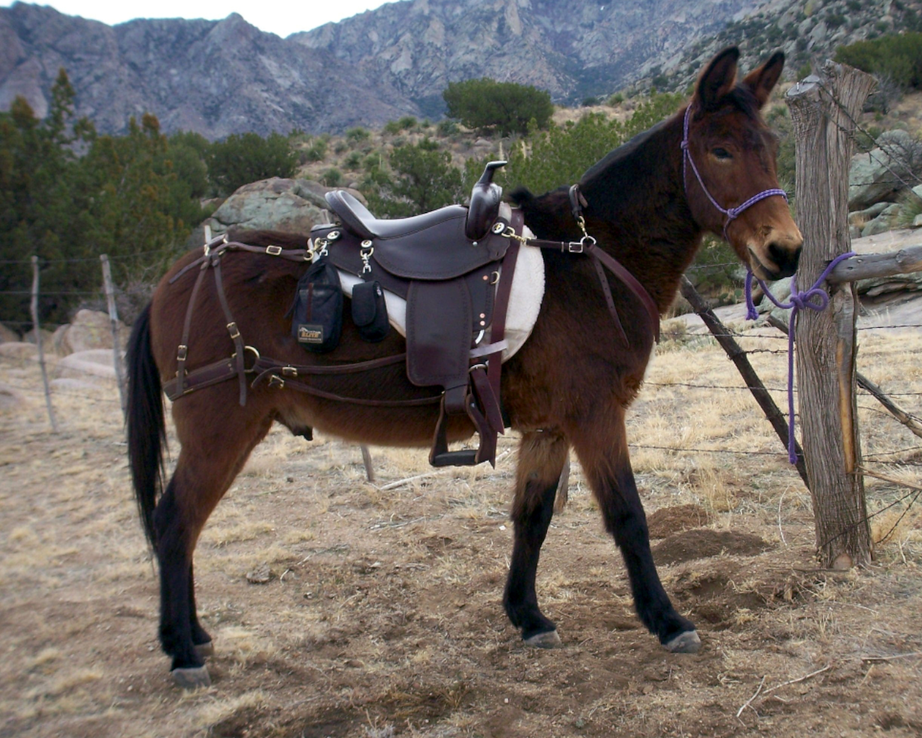 Mule wearing a TW Saddlery Trail Light saddle