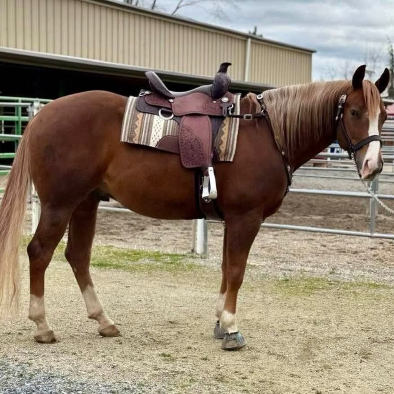 Debbie Lynn Lewis TW Saddlery testimonial