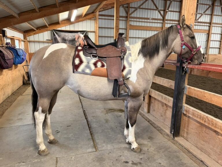 Donna Stephens-Rhodes picture of her TW Classic Wade saddle.