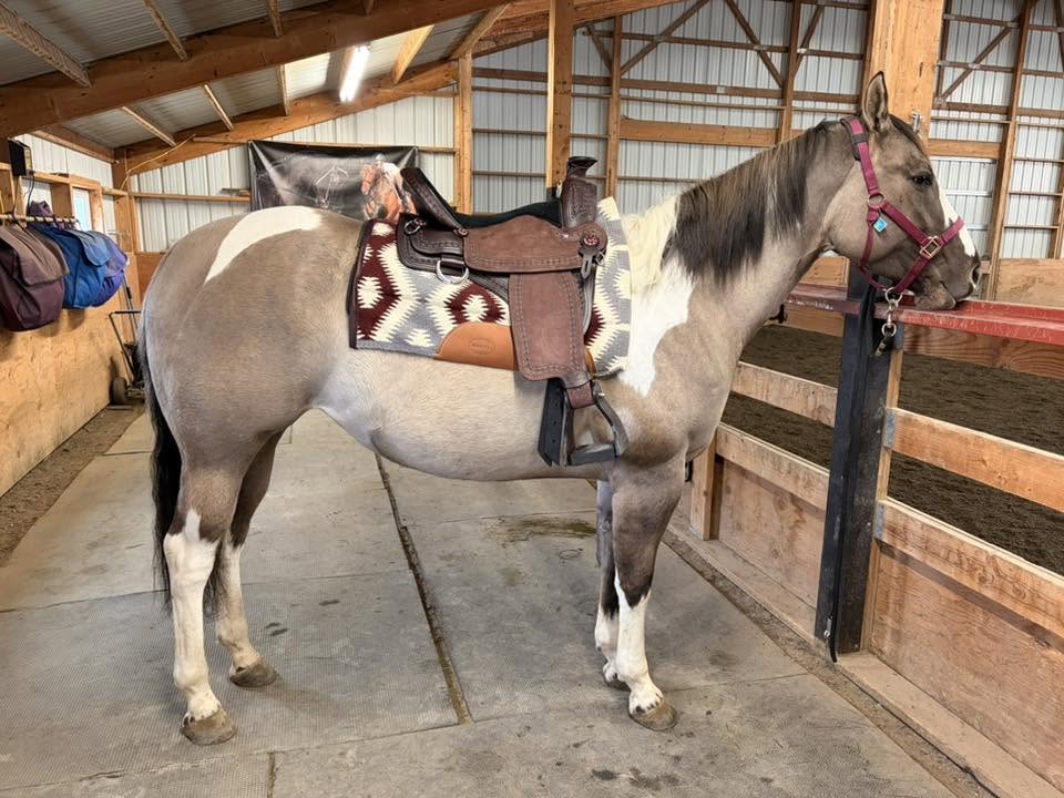 Donna Stephens-Rhodes TW Classic Wade saddle