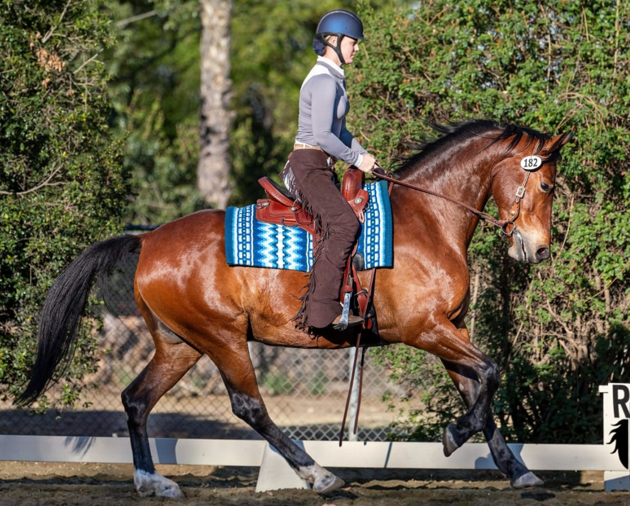Jessie Harlan riding Cruzing PC in her TW western dressage saddle.