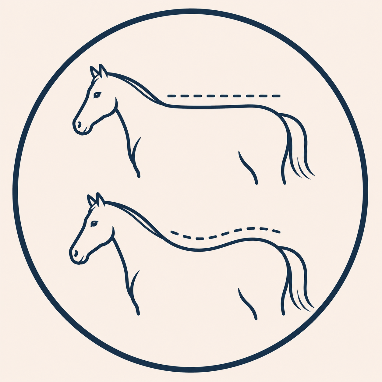Horse back profiles illustrating changing toplines and saddle fit