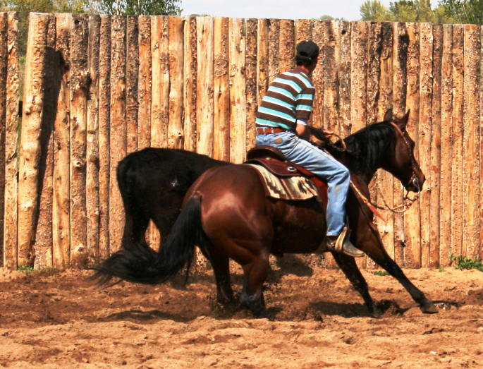 Cutting horse and rider working cattle in a TW Saddlery western performance saddle